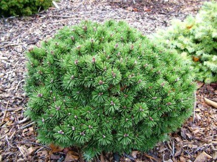 9571371807c186625bda2d8459813456