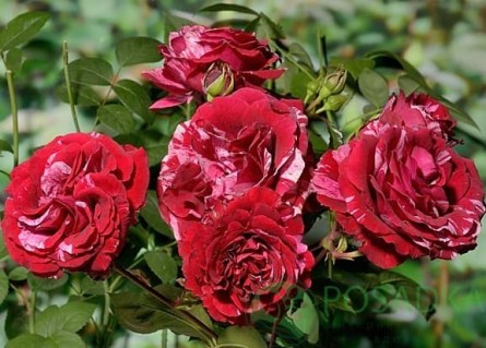 974e328d934dca75345c383a8392bf6a