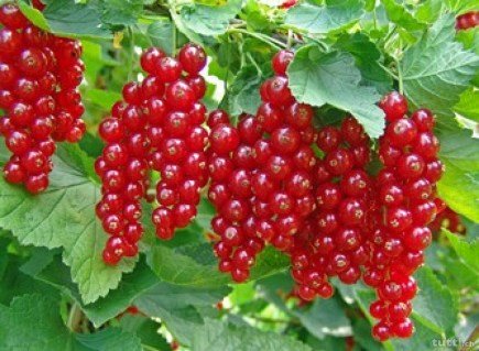 975d0abd630351ef534d5211fbbfdc4e