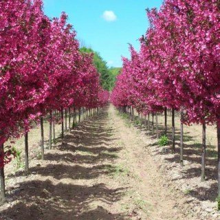 98675fd7ff9803afd3d079ccf83e9079