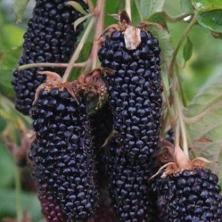 Ожина Блек Батт