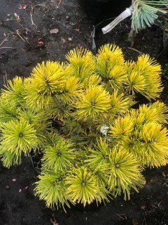 9ab49b0977f2b08277c16b1a7f1395a7