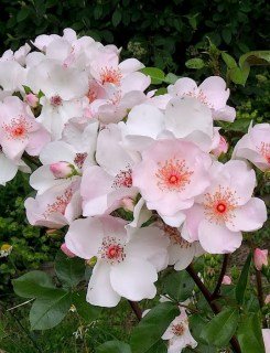 Троянда флорібунда Астрономія (Astronomia)