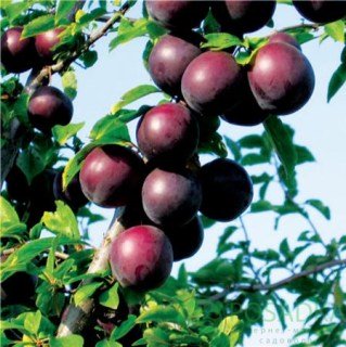 9f3617beadd7998ef647f2fe7a28f8ea