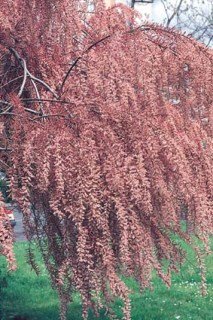 A-tamarisdeprintemps-1320x1982