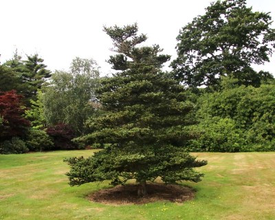 Ялиця корейська (Abies koreana)