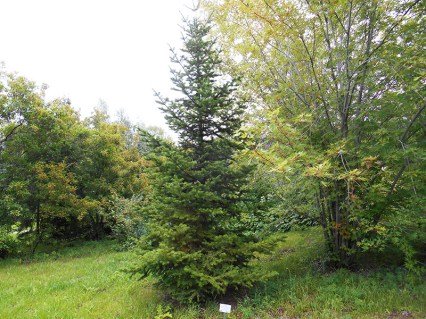 Ялиця Цільнолистна / маньчжурська (Abies holophylla)