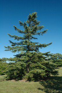 Abies-holophylla-02