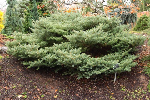 Abies-koreana-Blauer-Pfiff-3-1