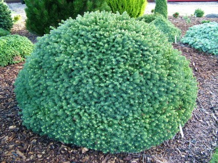 Abies-koreana-Cis-03