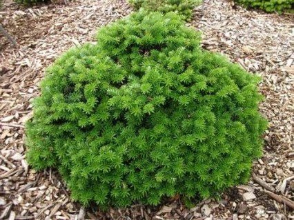 Ялиця корейська Сіс (Abies koreana Cis)