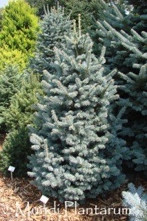 Abies-lasiocarpa-Compacta-03