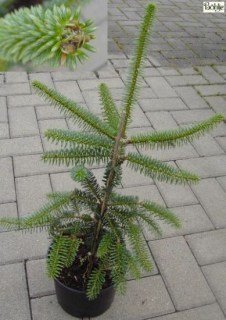 Abies-pinsapo-Kelleriis-org-300