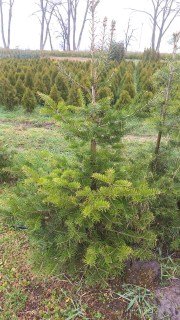 Abies_Concolor-02