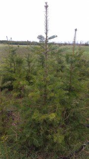 Abies_Concolor-03