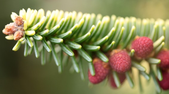 Abies_pinsapo_Aurea_2__58638