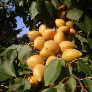 Абрикос Манітоба 604 [2-річний з відкритим коренем]