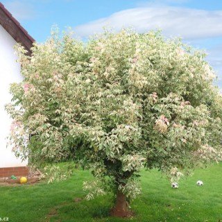 Acer-negundo-Flamingo-01