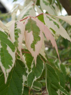 Acer-negundo-Flamingo-02