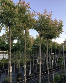 Acer-negundo-Flamingo-0488