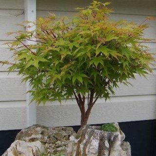 Acer-palmatum-Sangokaku_01