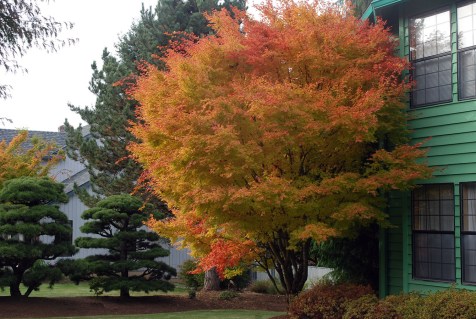 Acer-palmatum-Sangokaku_06
