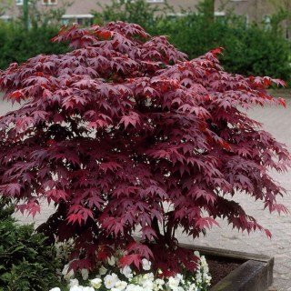 Acer_palmatum_Atropurpureum_01