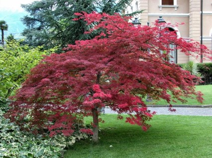 Acer_palmatum_Atropurpureum_04
