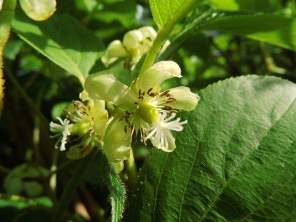 Actinidia-Issai-05