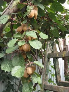 Actinidia_deliciosa_Solo_03