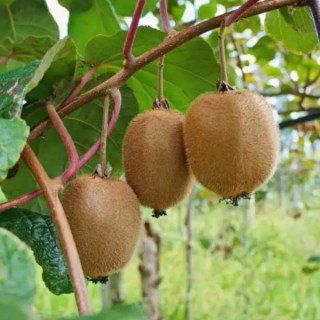 Ківі Соло (Actinidia deliciosa Solo) сіянець