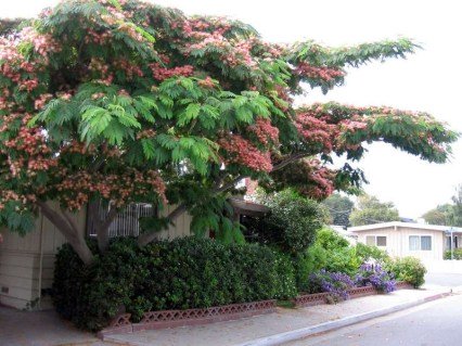 Альбіція лінкеранська акація (Albizia julibrissin) [30см, контейнер]