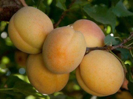 Апріум Апрібель (Apribel) (гібрид абрикосу та японської сливи) [2-річний з відкритим коренем]