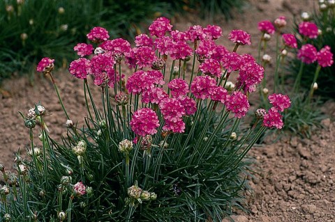 Armeria-maritima