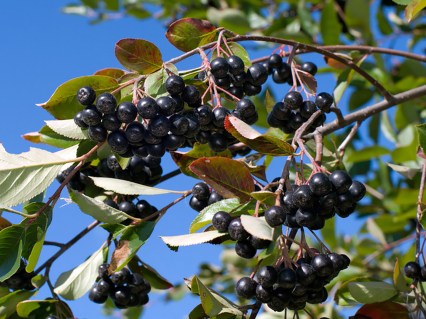 Aronia_melanocarpa_Hugin_01
