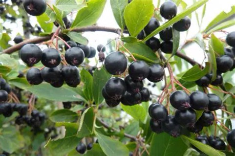 Aronia_melanocarpa_Hugin_02