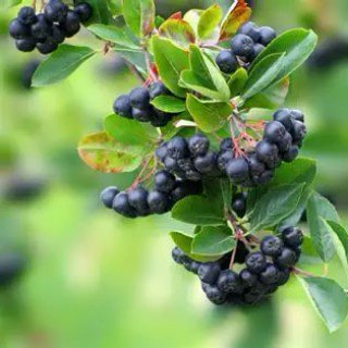Горобина / аронія чорноплідна Хугін (Aronia melanocarpa Hugin) [2-річна з відкритим коренем]
