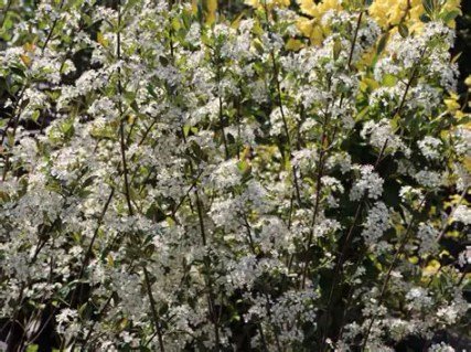 Aronia_melanocarpa_Hugin_05