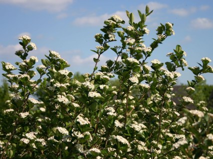 Aronia_melanocarpa_Viking_02