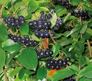 Aronia_melanocarpa_Viking_04