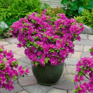 Azalea-Geisha-Purple-1