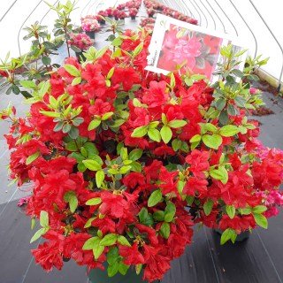 Рододендрон Стюартсоніан (Stewartstonian) [контейнер 1л.]