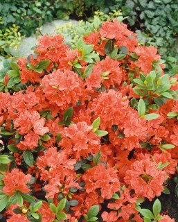 Azalea_Geisha_Orange_0013497__44350