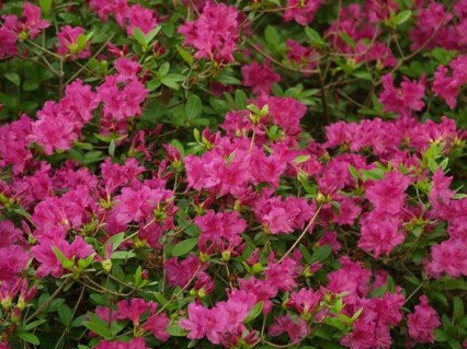 Azalee-du-Japon-Blue-Danube-3