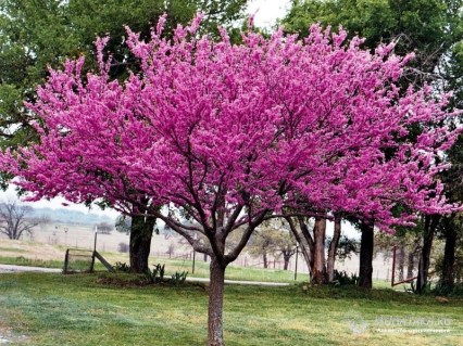 Багряник (Церцис, дерево Іуди) [2-річний з відкритим коренем]