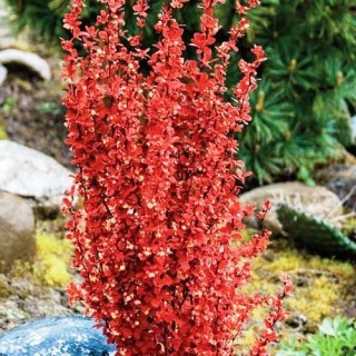 Барбарис Тунберга Оранж Рокет (Orange Rocket)