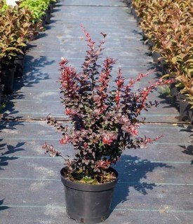 Barbaris-Tunberga-Darts-Red-Lady-02