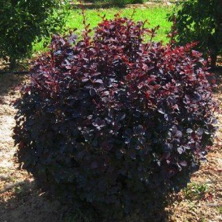 Барбарис оттавський Суперба [2-річний в контейнері]