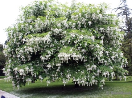 Акація Біла [2-річна, відкритий корінь, 100-150см]