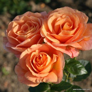 Троянда на штамбі Бенгалі (Bengali)